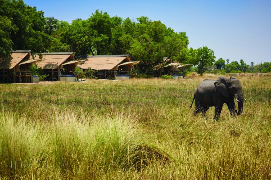 Single elephant roaming in grass near lodge.