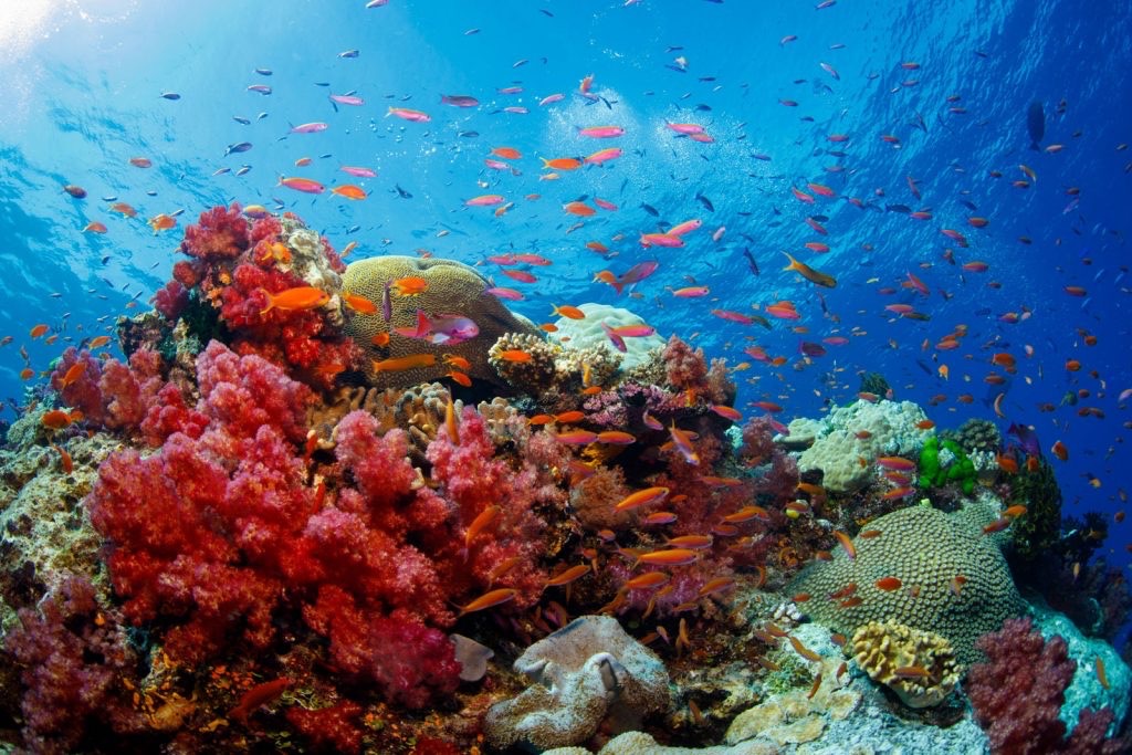 Vibrant coral and abundant sea life in the waters off of Savusavu Fiji